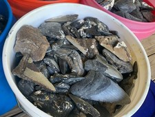 10 Pounds of Megalodon Teeth Fossils -damaged/ broken meg teeth picture
