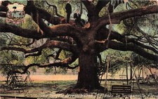 Treaty Oak Park Downtown Jacksonville Florida FL Octopus Tree Vtg Postcard F56 picture