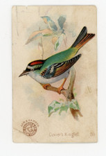 1880s-90s Arm & Hammer Beautiful Birds Cuvier's Kinglet Trade Card F210 picture