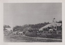 John Robinson Circus 1899 Parade Horse Carriages John Robinson Photo picture
