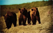 Vintage Three Young Grizzlies Yellowstone National Park Postcard Unposted picture