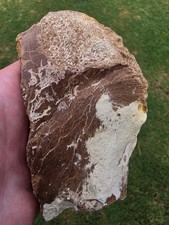 MASSIVE Tylosaurus Rex Paddle Bone TX Ozan Fossil Mosasaur  picture