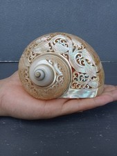 Hand Carved Turbo Snail Shell Hummingbird Designs Natural Sea Shell picture