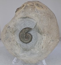 Grammoceras Ammonite Fossil In Matrix.  Genuine Whitby Jurassic Coast Free Stand picture