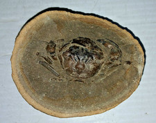 Pulalius Vulgaris Crab Fossil Specimen Clallam Formation Washington State picture