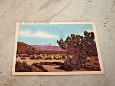 Creosote Bush On The Desert Arizona Postcard Unposted picture