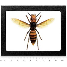 Vespa mandarinia wasp murder hornet QUEEN Japan wings spread framed picture