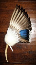BLUE DRAKE NATIVE AMERICAN SMUDGE FEATHER FAN ANTLER picture