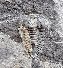 🔥SOUGHT-AFTER Fallotaspis tazemmourtensis Cambrian Trilobite -Souss Lagerstätte picture