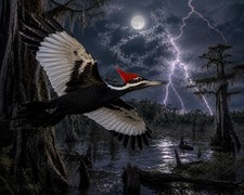 PT141 Ivory Billed Woodpecker Wildlife Scene Photograph 8X10 inch picture