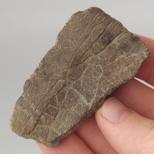 Marine Turtle Shell Fossil - Very Large (Protostega?) - Ozan Fm. - Fannin Co, TX picture