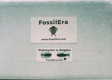 Fossil Fish Kit Unprepared Fossil Fish Green River Formation Wyoming Eocene  picture