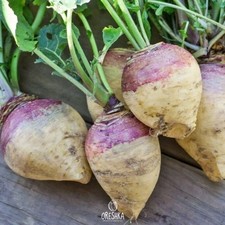 Giant Laurentian (Rutabaga) 50 fresh seeds. Sweden giant turnip Kuuziku seeds picture