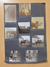 WWI German Photo Album Page 9 Military War Photos Horses Officers Belgium 1916 picture