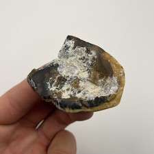 Partial Ice Age Mammal Tooth Fossil Polished Central Florida picture