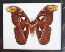 Real Giant Atlas Moth FeMale Taxidermy Insect Entomology Wall Decor picture