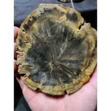 Zimbabwe Petrified Wood Slab Specimen (7.6oz) picture