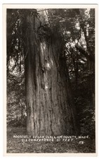 RPPC Roosevelt Cedar Clallam County WA Giant Big Tree 31 Ft Vintage Postcard picture