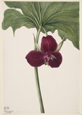 Mary Vaux Walcott Trillium Vasyi Vintage Botanical Art Reprint Wall Art picture