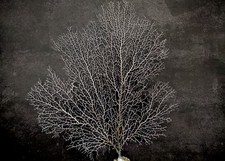 White Sea Fan Coral (1 fan approx. 10-11+ inches) picture