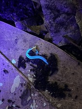 Spirobolellus sp. Maui Millipede GLOWS 5ct picture