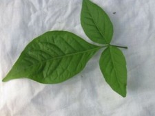 INDIAN BAEL LEAVES 30 CT FRESH PICKED BY ORDER BAEL PATRA LEAF PUJA POOJA FRESH picture