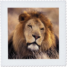 Danita Delimont - Lions - Africa. Male African Lion (Panthera Leo) - NA02 SWE003 picture