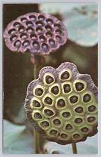 American Lotus Seed Pods Yonkipin Postcard Reelfoot Lake TN Dexter Press picture