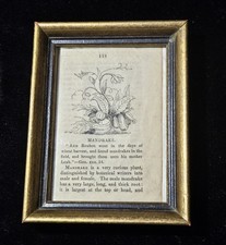 Antique Victorian Mandrake Framed Book Illustration Apothecary Medical Religious picture