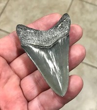 FABULOUSLY RARE LOWER DAGGER -GOLDEN BEACH,FLORIDA- MEGALODON SHARKTOOTH FOSSIL picture