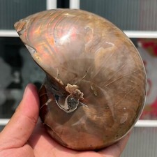 886g Natural Rainbow Nautilus Ammonite Fossil Conch Crystal Mineral Specimen picture