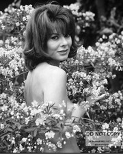 ANNE HEYWOOD ENGLISH ACTRESS PIN UP - 8X10 PUBLICITY PHOTO (BT-754) picture