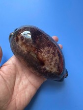 131.5mm | Cypraea Testudinaria  | F+++ GEM| GIANT | DARK PURPLE color | RARE picture