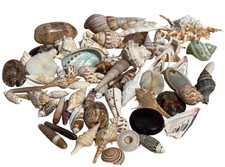 60+ Assorted Seashells Variety of Sizes and Species Natural Sea Shells picture