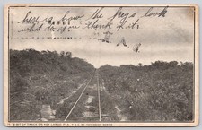Key Largo Florida FL FEC RR Bit of Track Overseas Railway Postcard c1907 picture