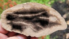 Rare Snakewood Mennegoxylon Jonesii Petrified Texas Yegua Formation  picture