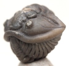 TRILOBITE Fossil Specimen FLEXICALYMENE Enrolled Mineral Sea Life Natural OHIO picture