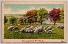 LA, Nunez, Greetings, Sheep, Linen, Vintage Postcard picture