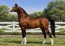 1 SWAP CARD BEAUTIFUL ARABIAN HORSE KHEMOSABI MODERN ART PLAYING NOT A DECK picture