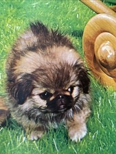 Vintage 1968 Playful Puppies Book Pekingese Pomeranian Dachshund Dog Photos + picture