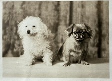 VTG 1910s Pekingese Puppy Dog & Terrier Poodle Pet Studio Portrait Photo Antique picture