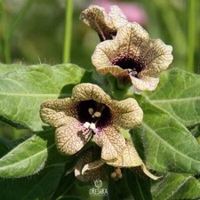 Henbane 100+ fresh seeds, Hyoscyamus niger organic seeds picture