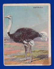 OSTRICH 1909-11 HASSAN T29 ANIMALS  picture