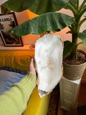 Rare Extremely Large Pearlescent Oyster Shells 25-30cm picture