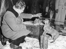 Heinz-Peter Senzer journalist from Vienna palys a dog He tries soo- 1951 Photo picture