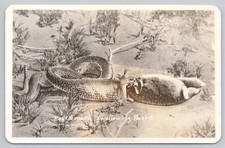 Vintage Real Photo Postcard Rattlesnake Swallowing Rabbit Monahans Texas RPPC picture
