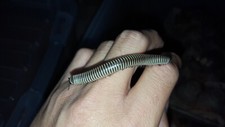 Ivory Millipede (CHICOBOLUS SPINIGERUS) picture