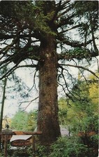 Postcard CA: Family Tree, Trees of Mystery, Redwood Highway California 1959 picture