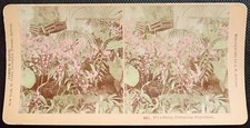 Coloured ANTIQUE Real Photo Kilburn Stereoview It's a Daisy Columbian Exposition picture