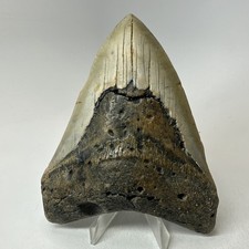 Megalodon Shark Tooth 4.94 Inch - Beautiful - Wide Fossil - Authentic 20233 picture